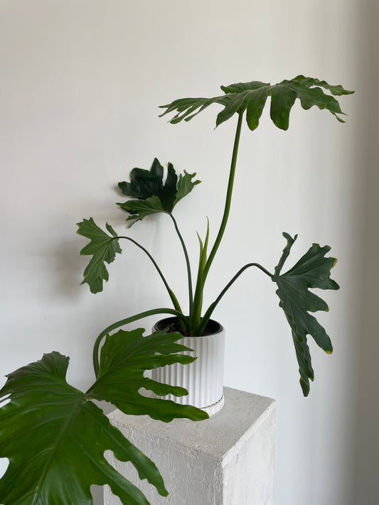 Philodendron Selloum Hope