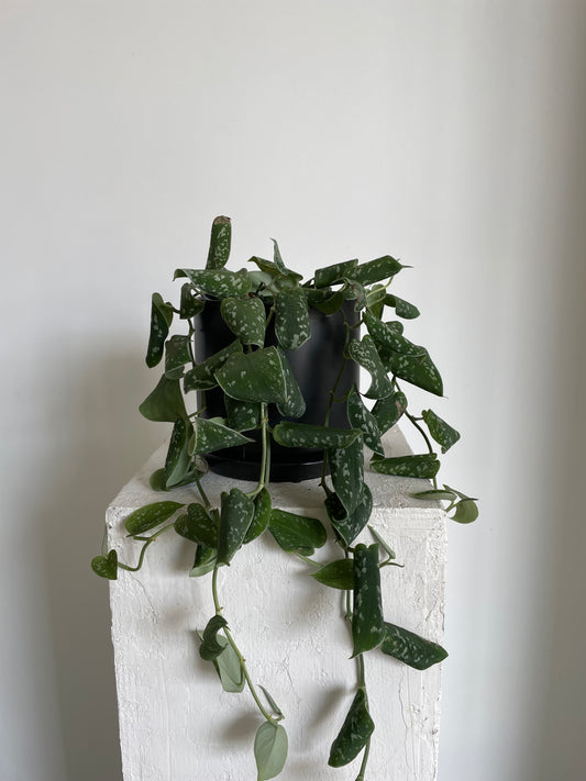 Satin Pothos