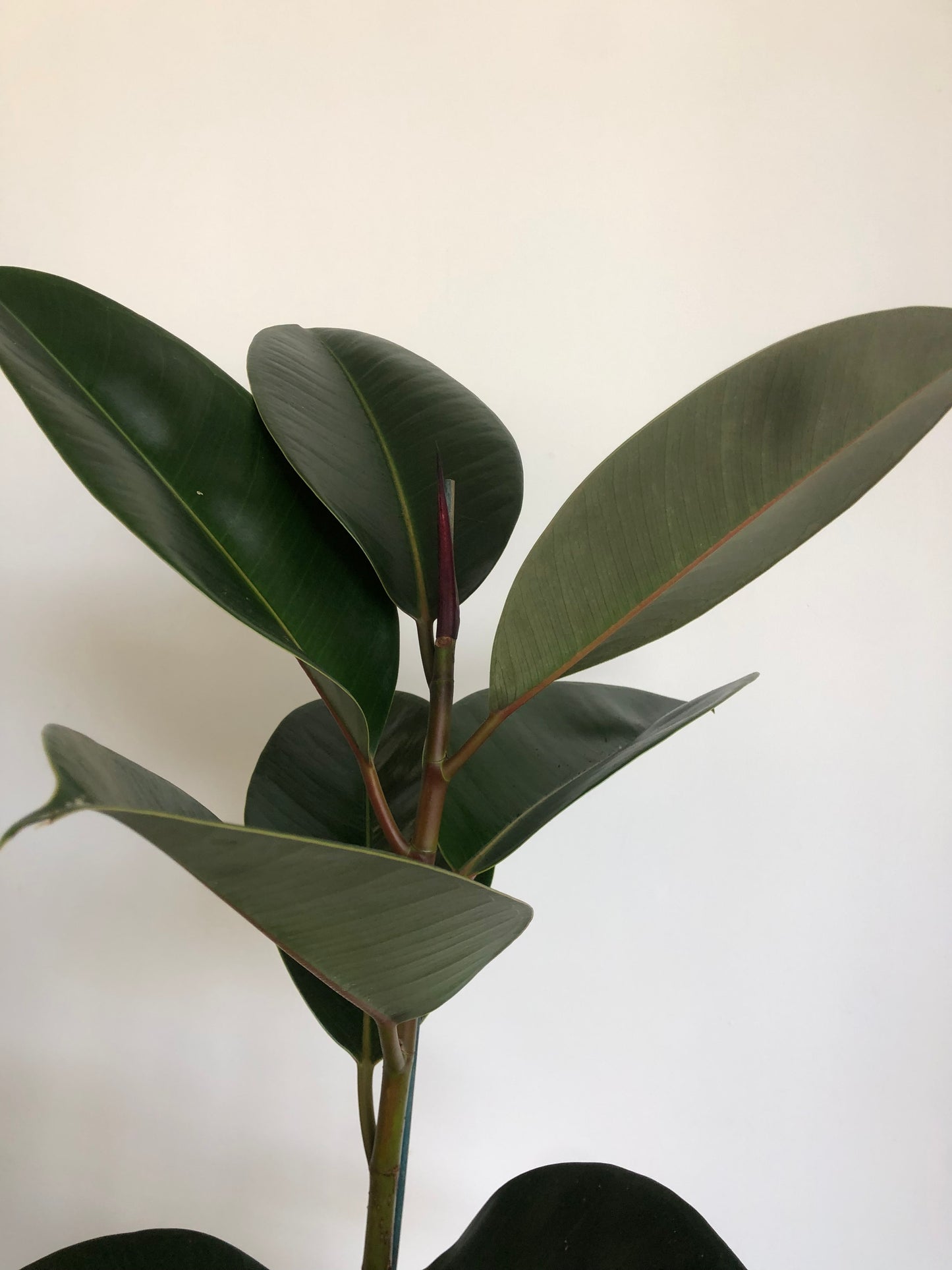 Ficus Elastica Burgundy Rubber Plant