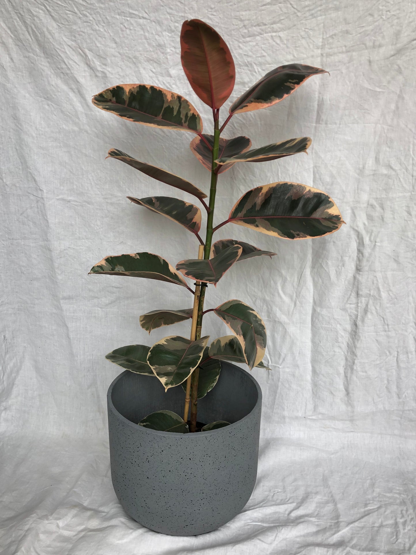 Rustie Cement Pot Extra Large