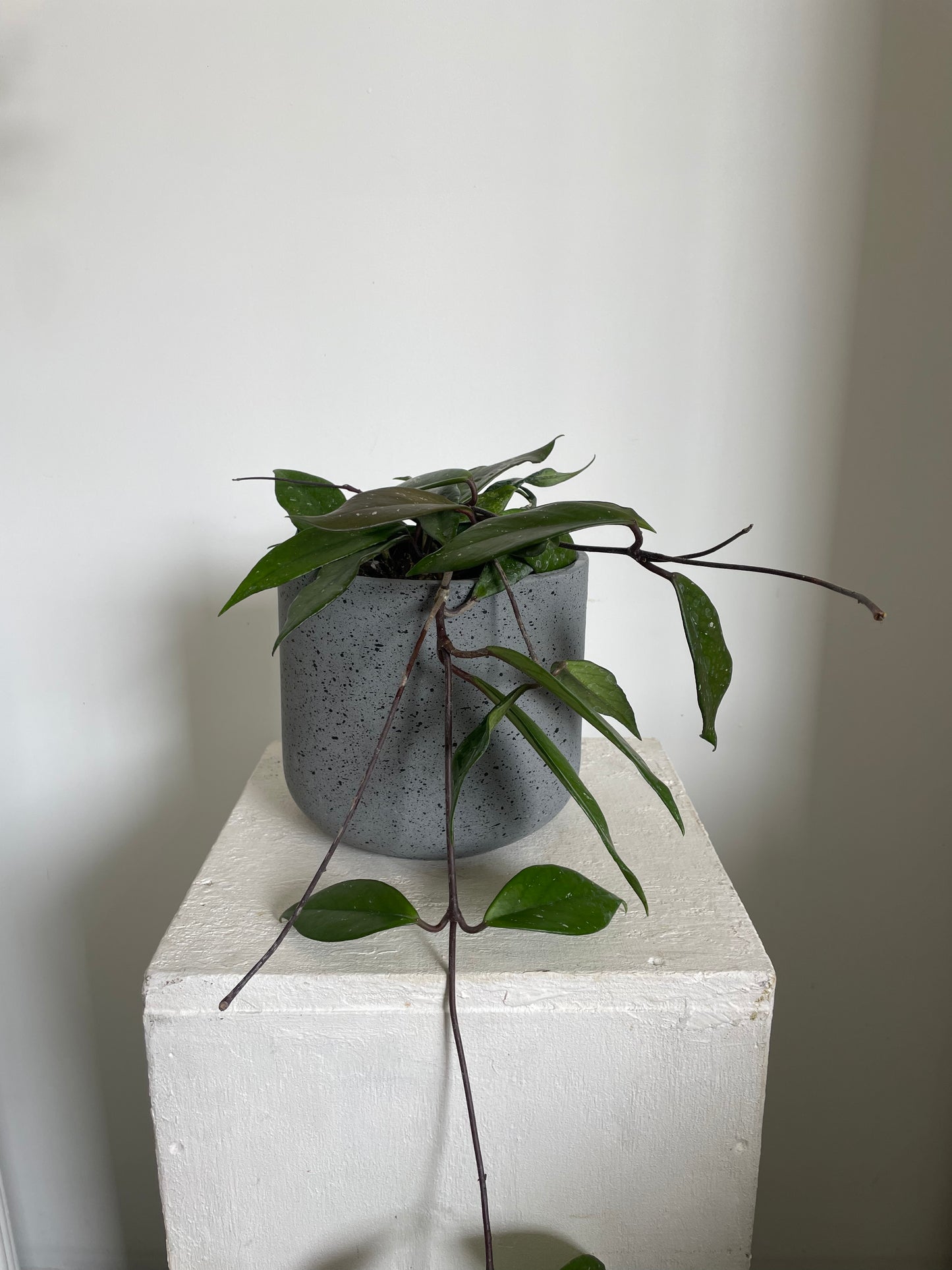 Hoya Carnosa Wax Plant
