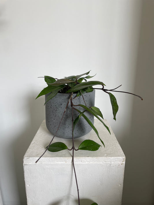 Hoya Carnosa Wax Plant