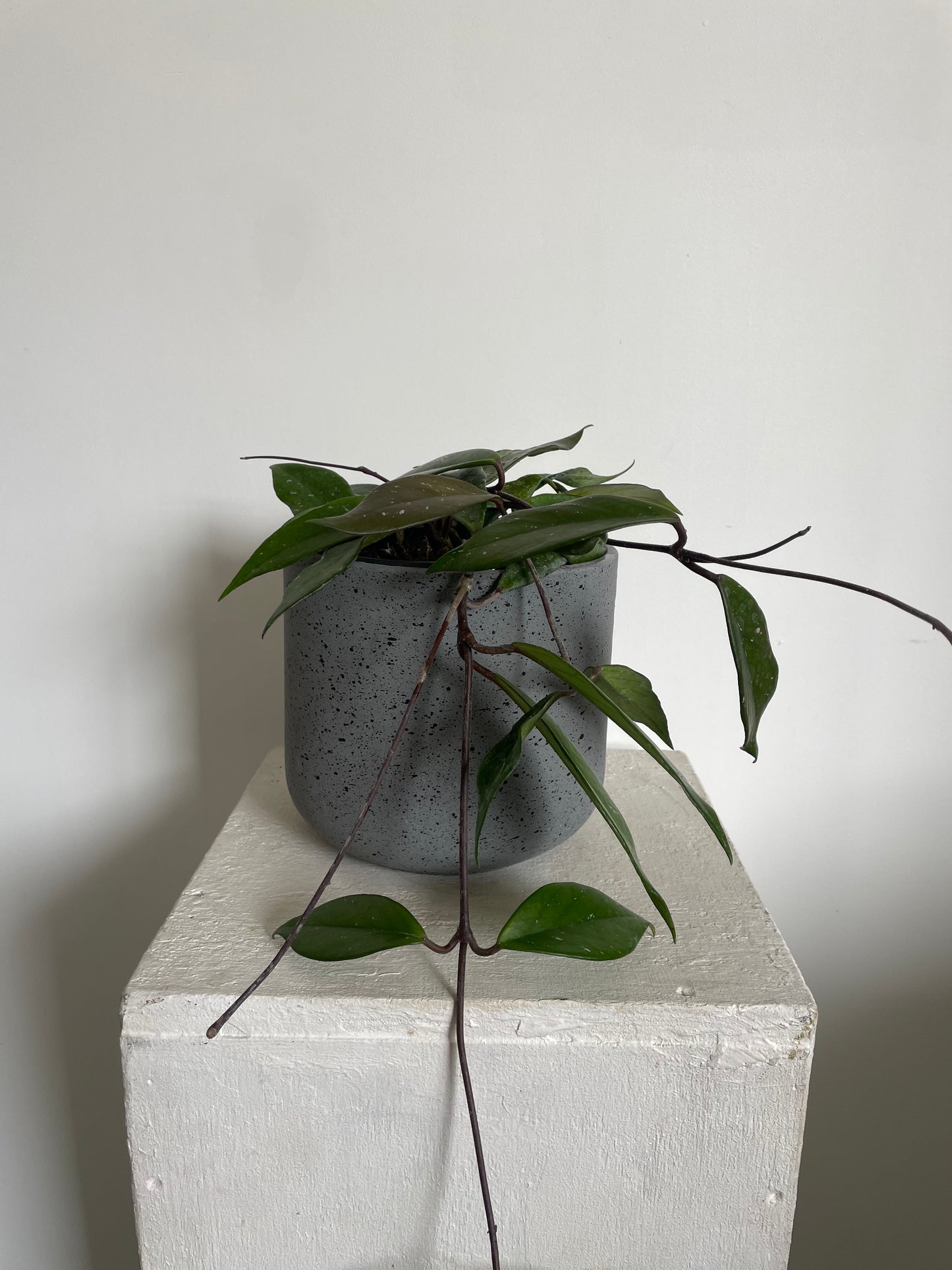 Hoya Carnosa Wax Plant