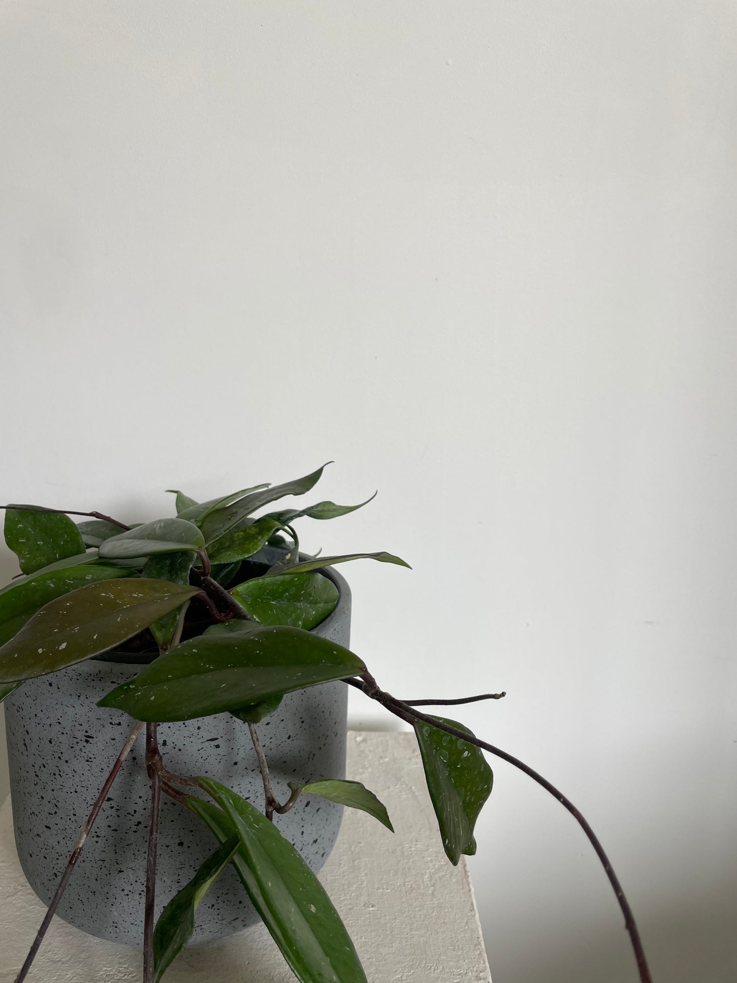 Hoya Carnosa Wax Plant