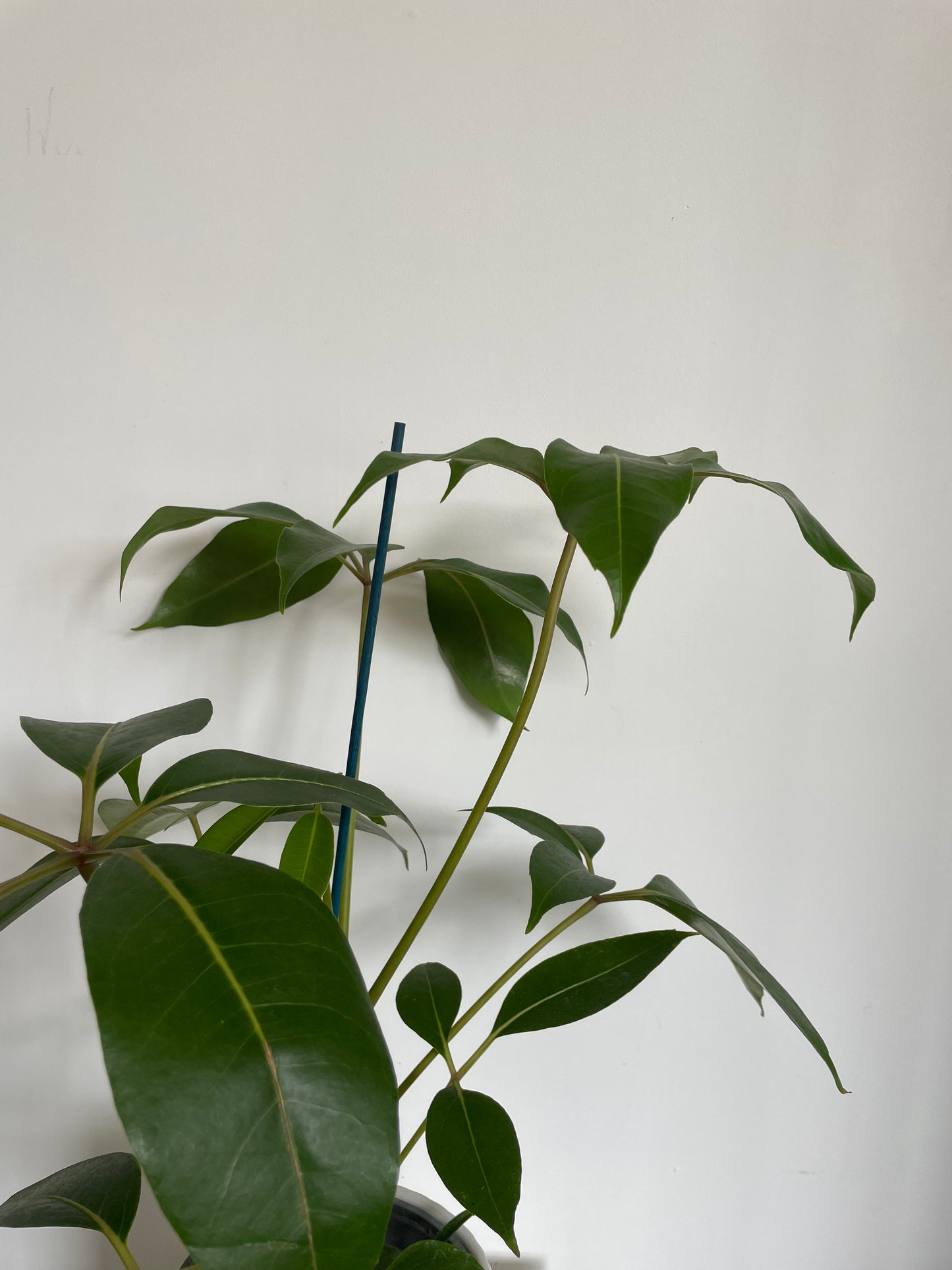 Umbrella Tree Tupidanthus Calyptratus