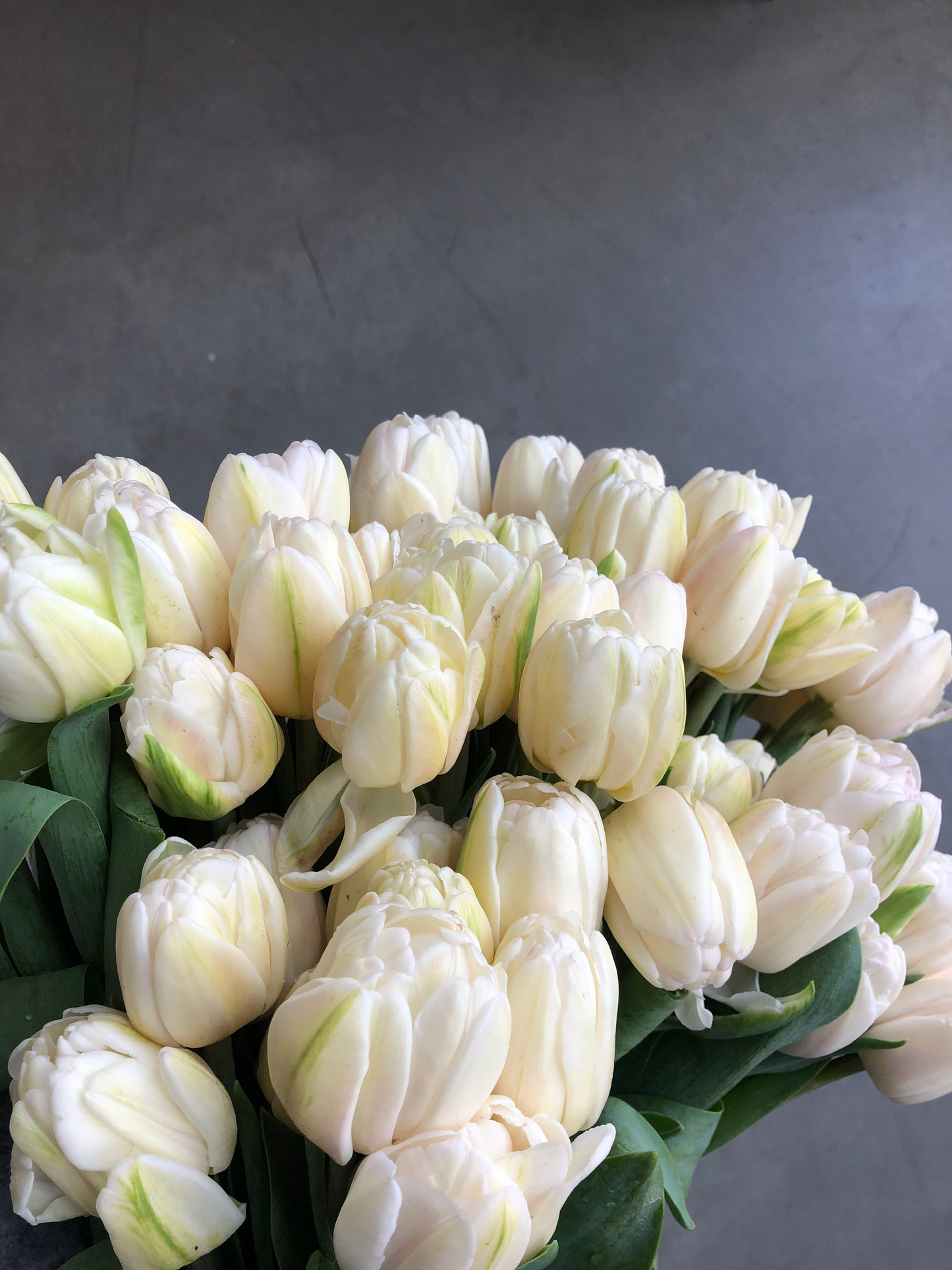Tulips En Masse Mothers Day Only!!