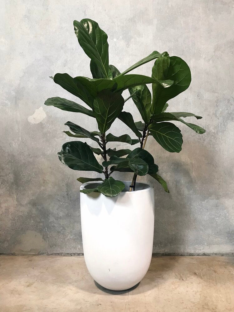 Fiddle Leaf Fig | Double Planted