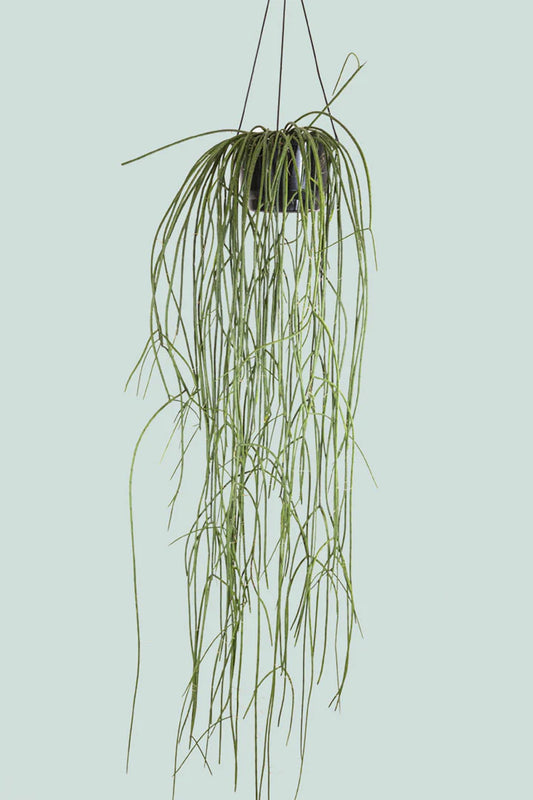 Rhipsalis Baccifera | Spaghetti Cactus