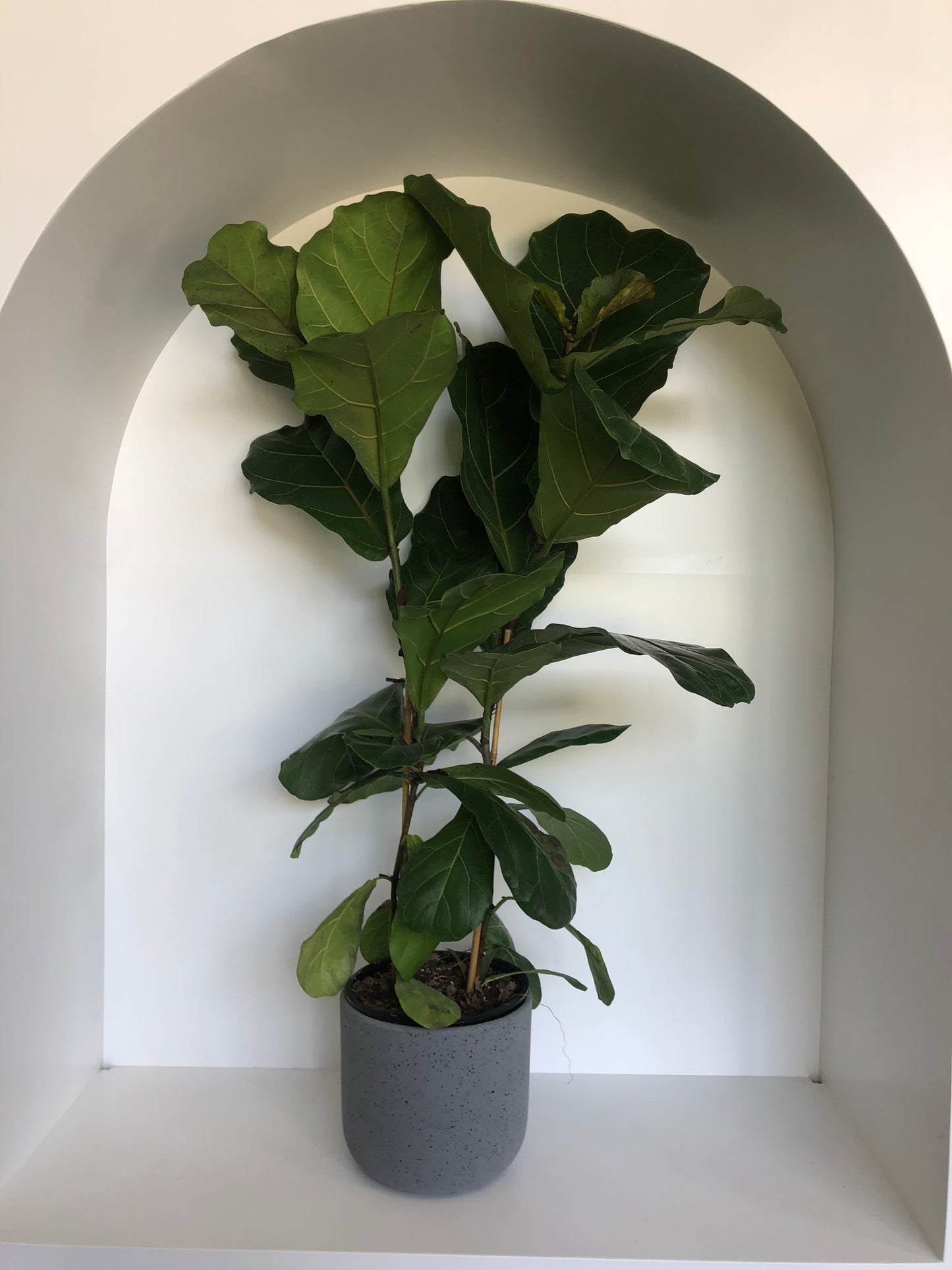 Fiddle Leaf Fig | Double Planted