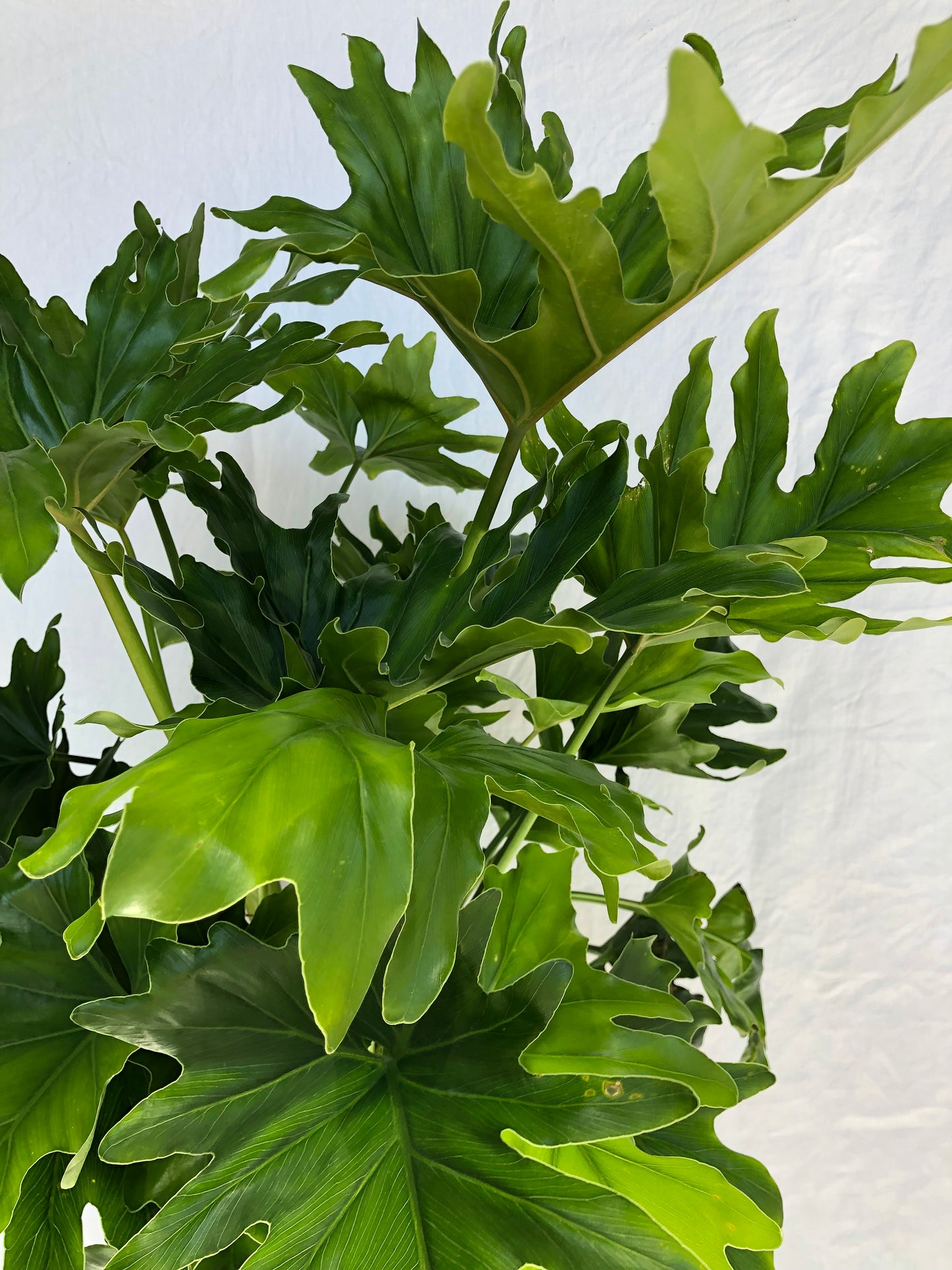 Philodendron Selloum Hope