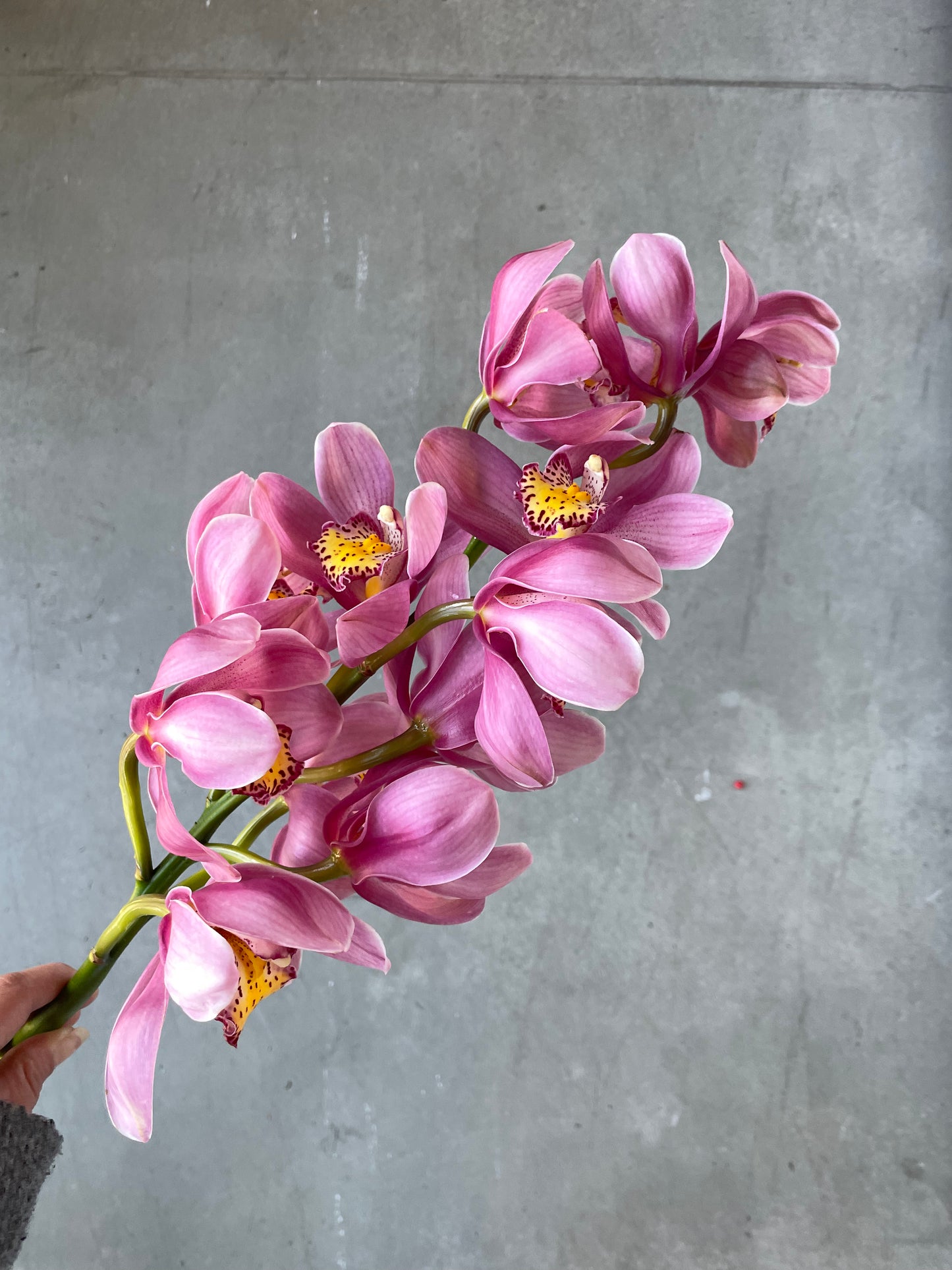 Cymbidium Orchids En Masse