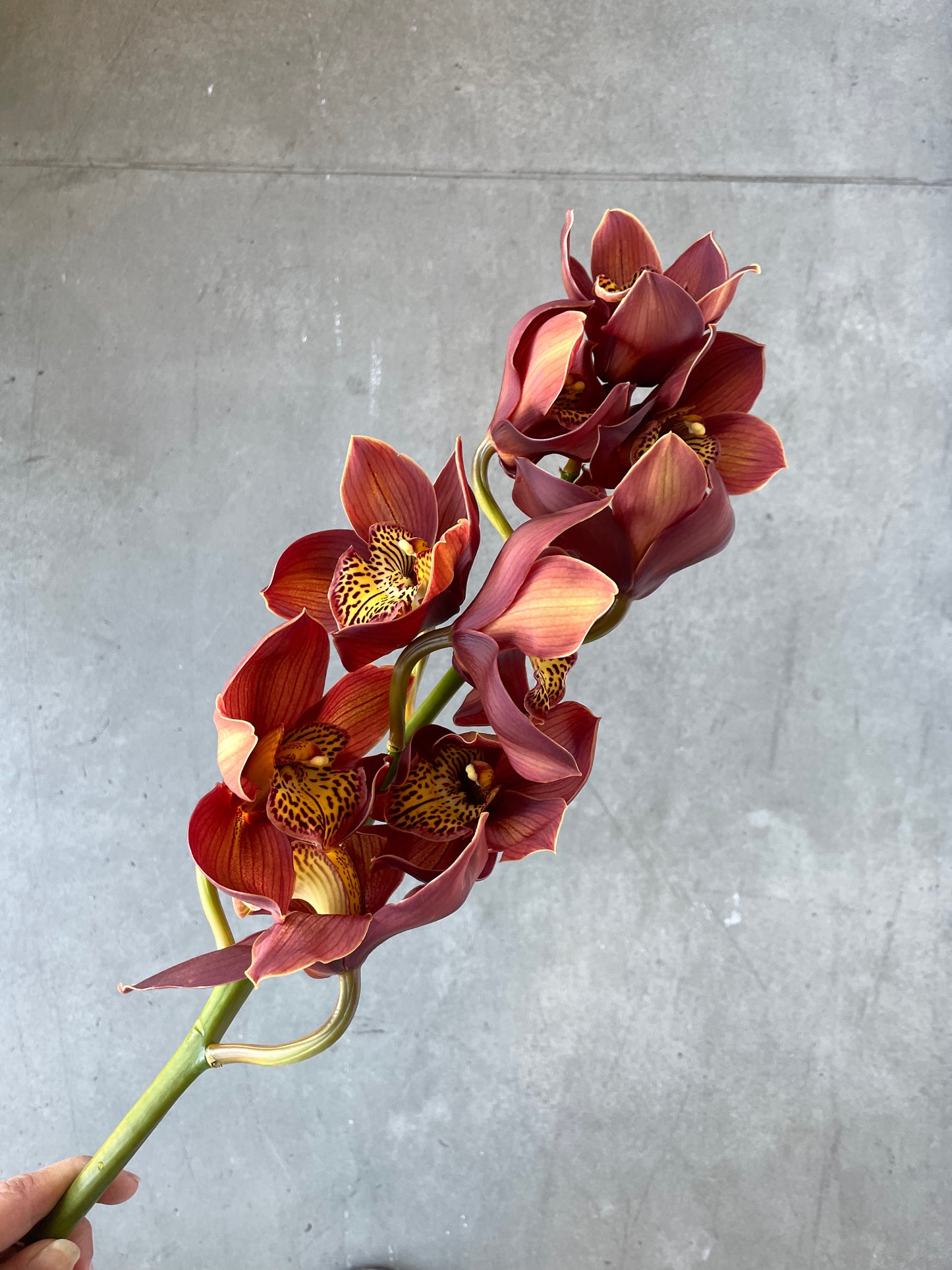 Cymbidium Orchids En Masse