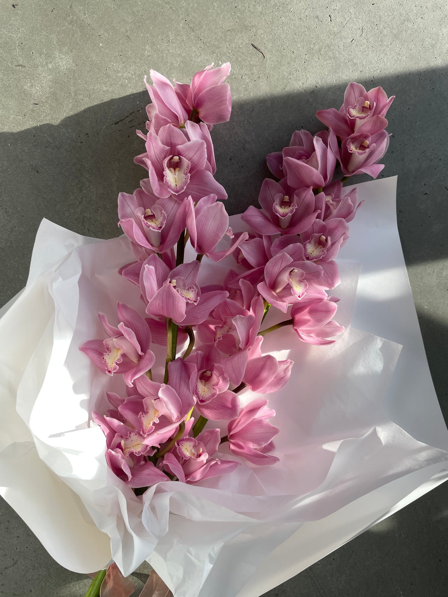 Cymbidium Orchids En Masse