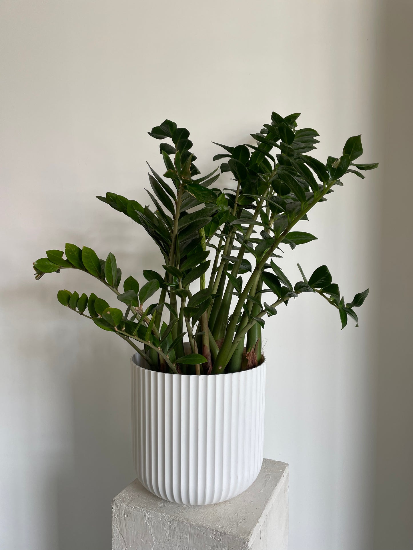 Zamioculcas Zanzibar Gem Tall