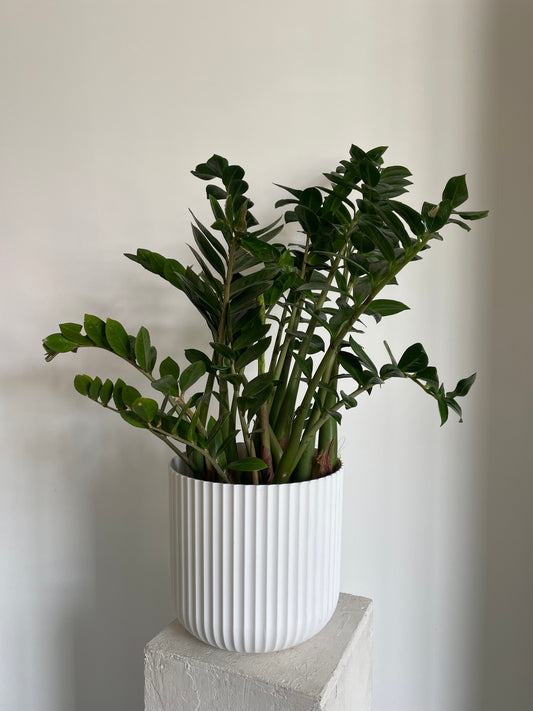 Zamioculcas Zanzibar Gem Tall