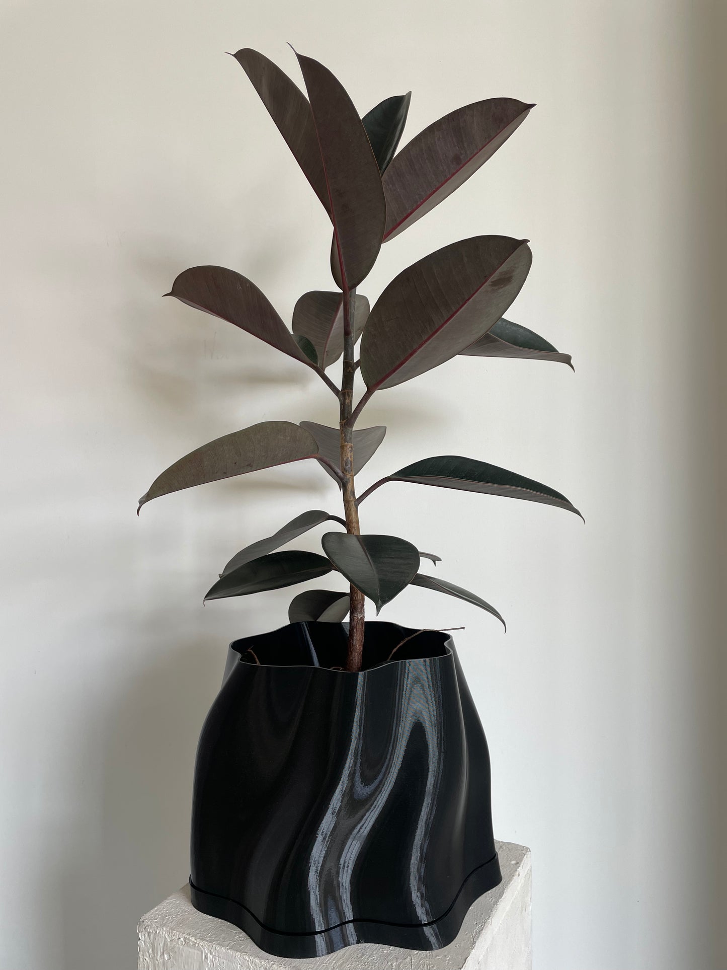 Ficus Elastica Burgundy Rubber Plant