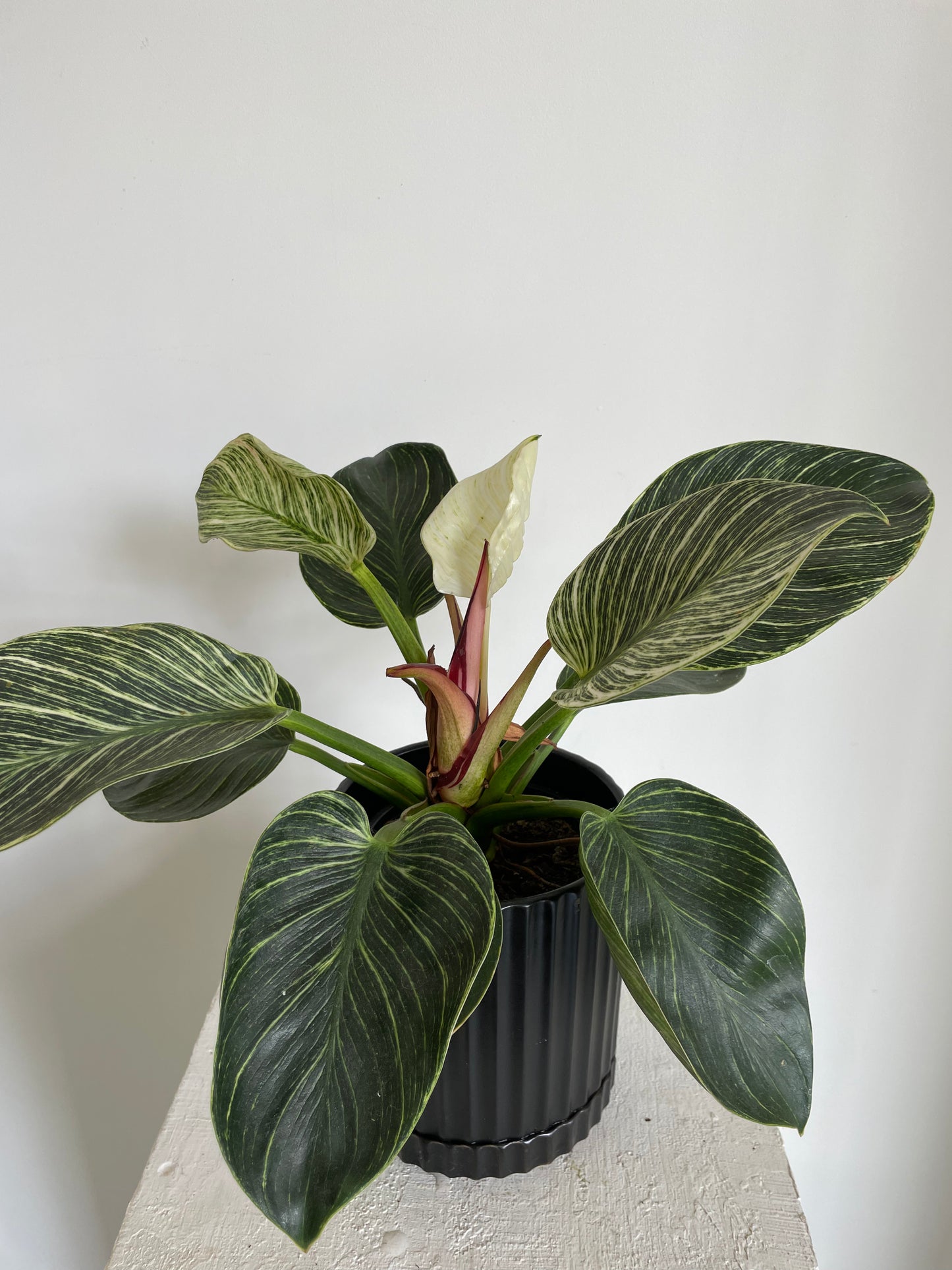 Philodendron Birkin