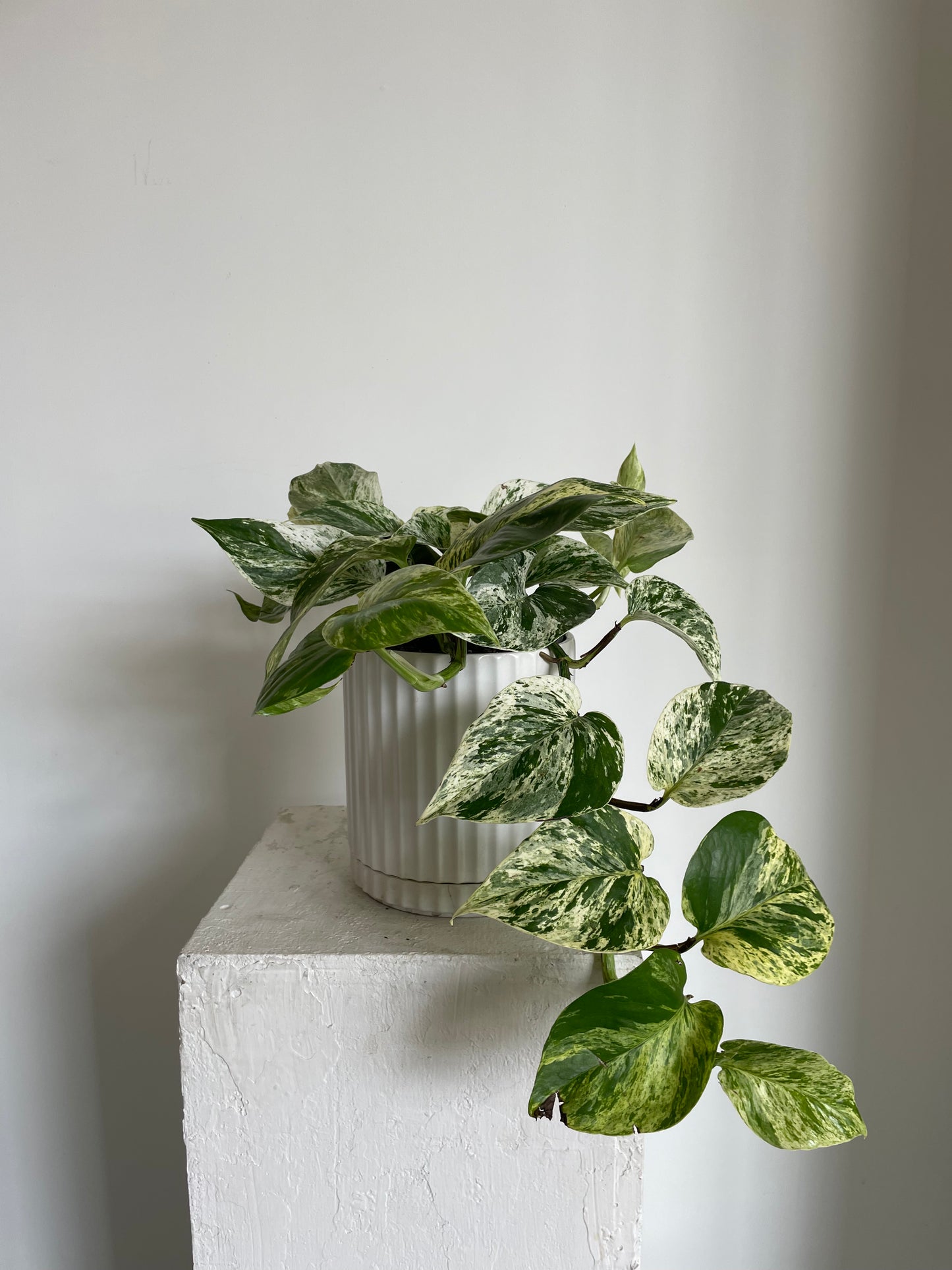 Marble Queen Pothos Variegated