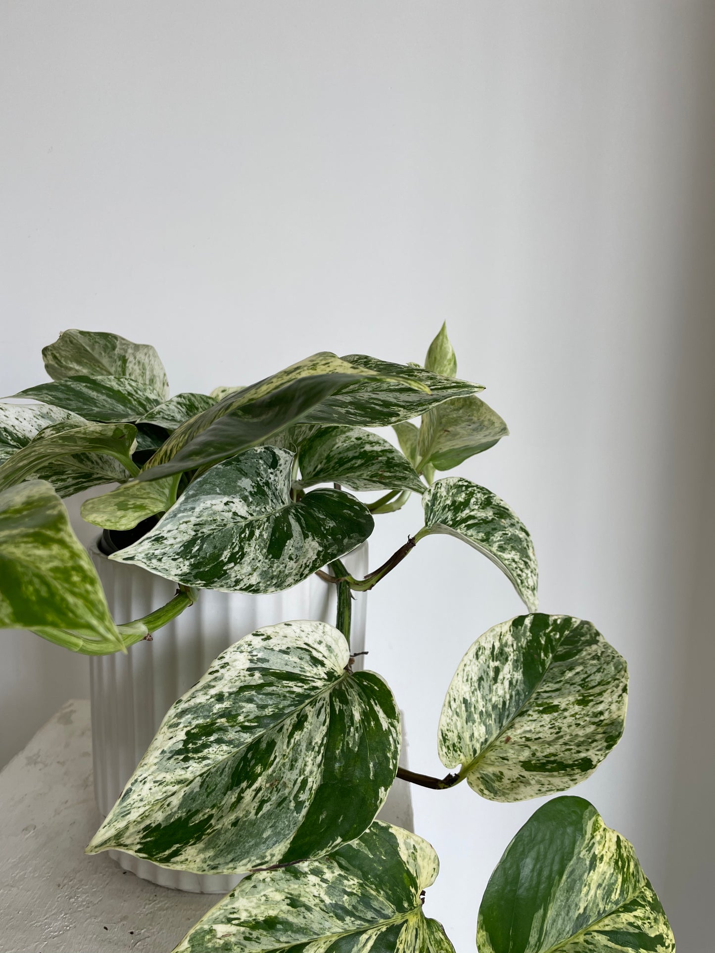 Marble Queen Pothos Variegated