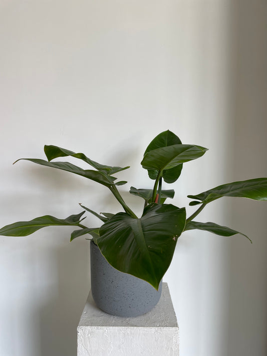 Philodendron Imperial Green