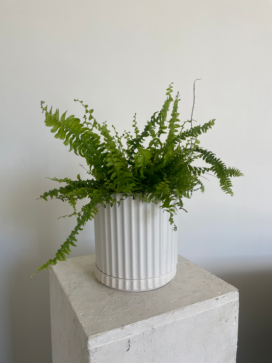 Boston Fern