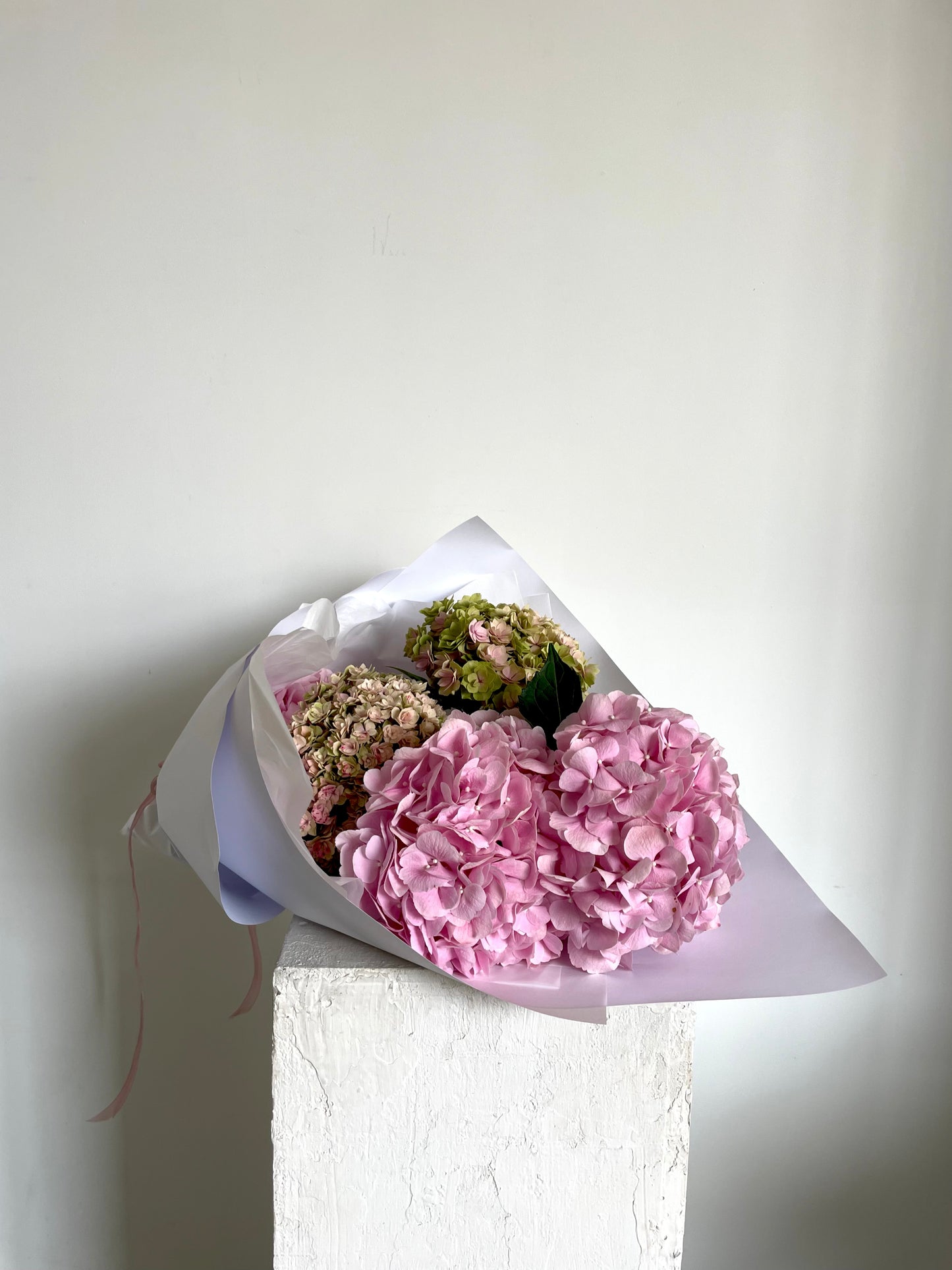 Valentines Day Hydrangea