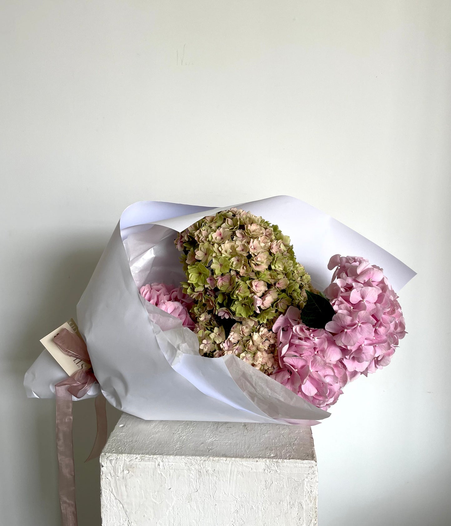 Valentines Day Hydrangea