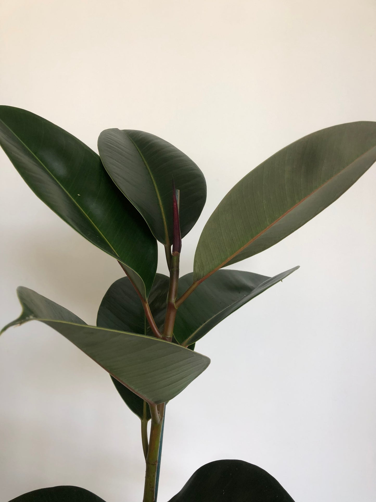 Ficus Elastica Burgundy | Rubber Plant