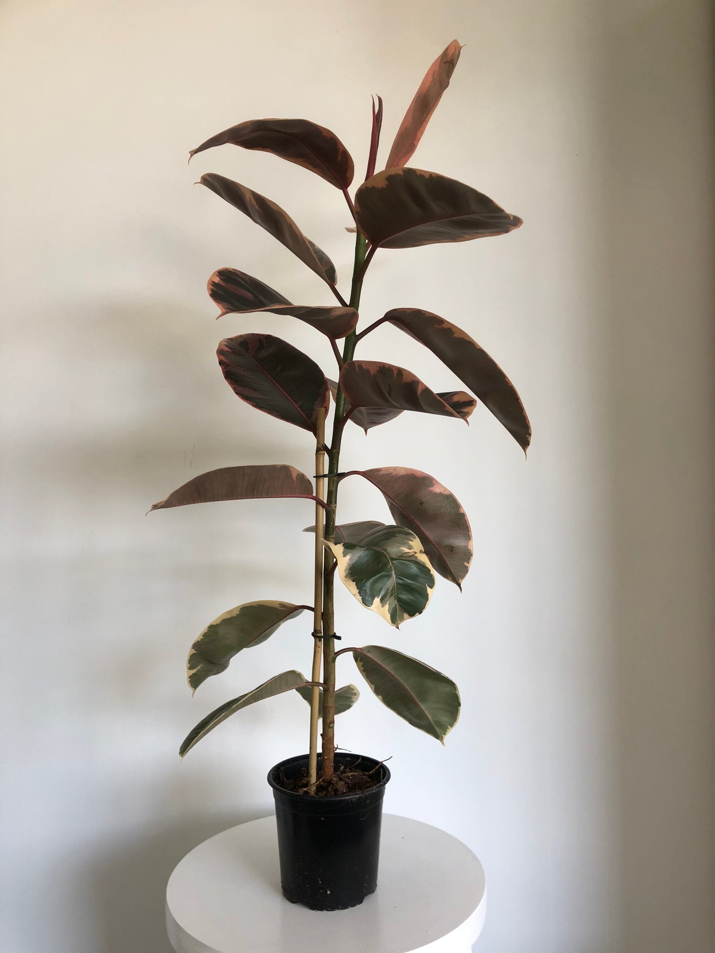 Ficus Elastica Ruby | Rubber Plant