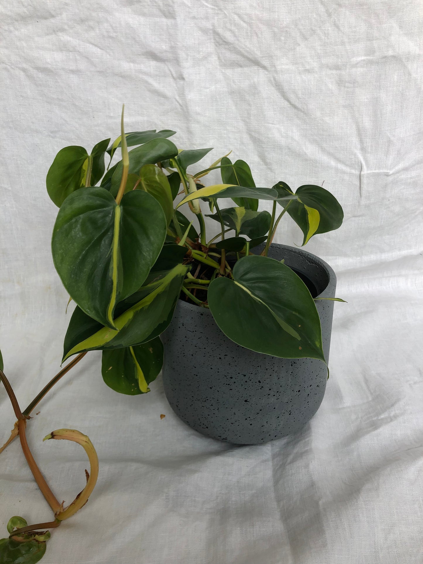 Rustie Cement Pot Small