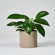 Philodendron Selloum Green Princess